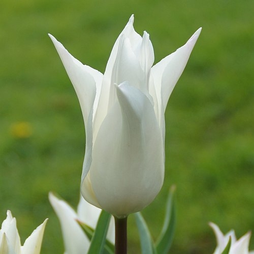 Tulipa 'White Triumphator' - Lilienblütige Tulpe